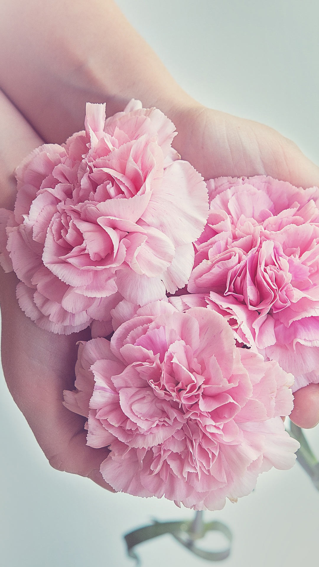 Wallpaper Pink Flowers, Flower, Hands