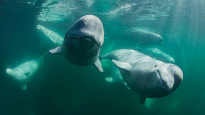 Secrets Of The Whales Disney Plus Documentary Image