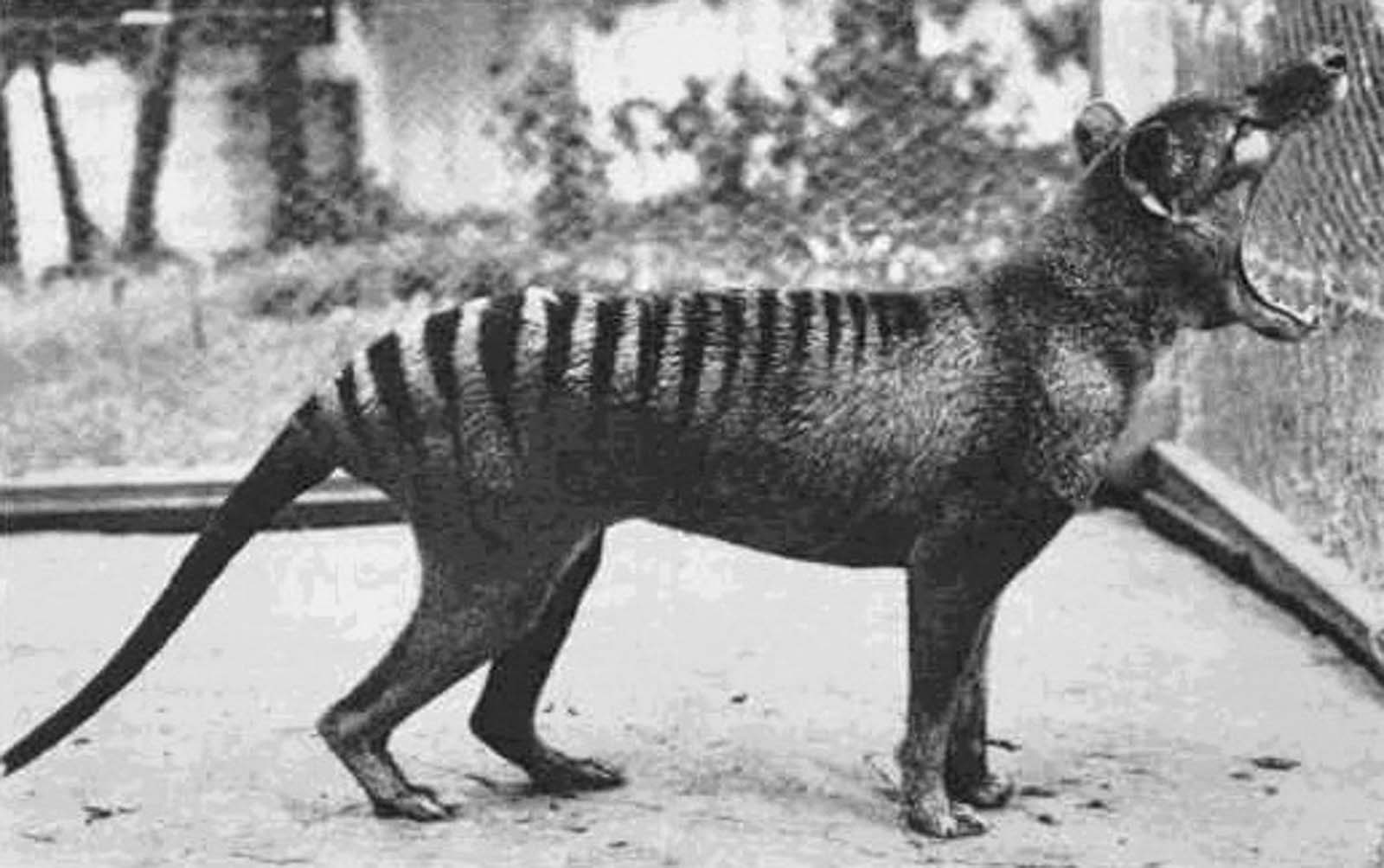 The last living thylacine in captivity yawns at the Hobart Zoo. Thylacines were capable of opening their jaws as wide as 80 degrees. 1933.