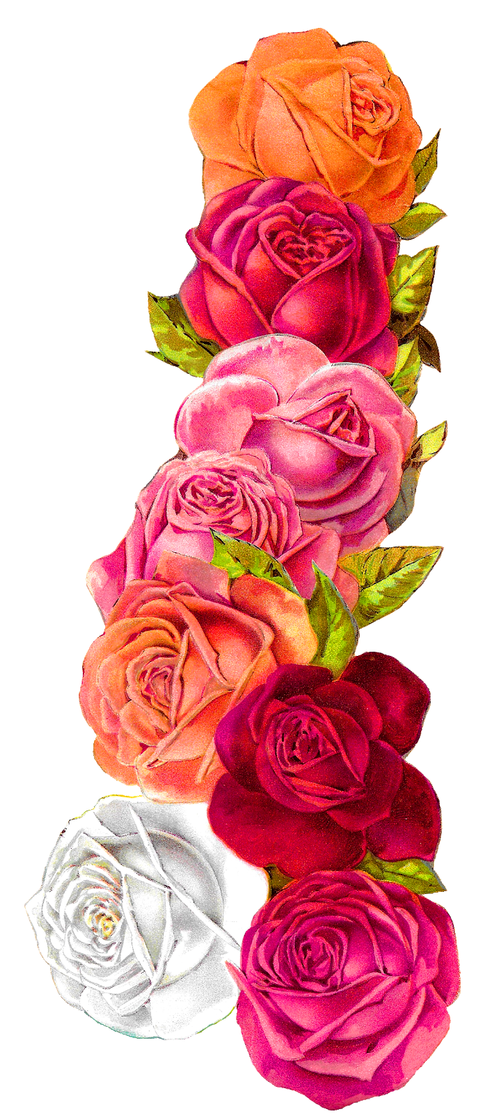 Antique Images Romantic Vintage Rose Shabby Chic Wedding Floral