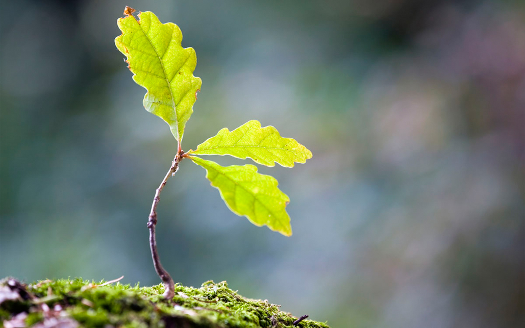 How do trees and leaves grow? Simplified Things