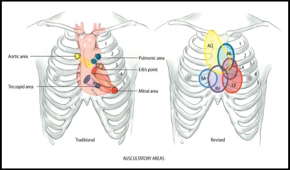 PHYSICAL ASSESSMENT CARDIOVASCULAR