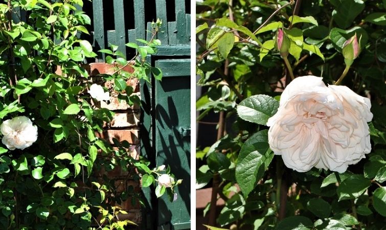 Begrünte Fassaden - hübsch und sinnvoll Ökologisch wertvoll - die Kellerrose