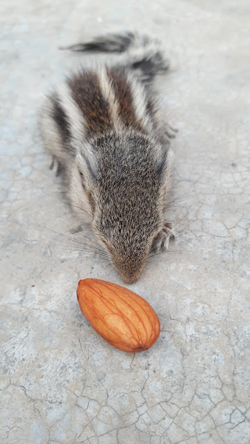 squirrel,muzaffarnagar