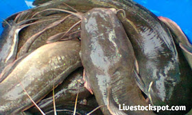 How to start a catfish farming business