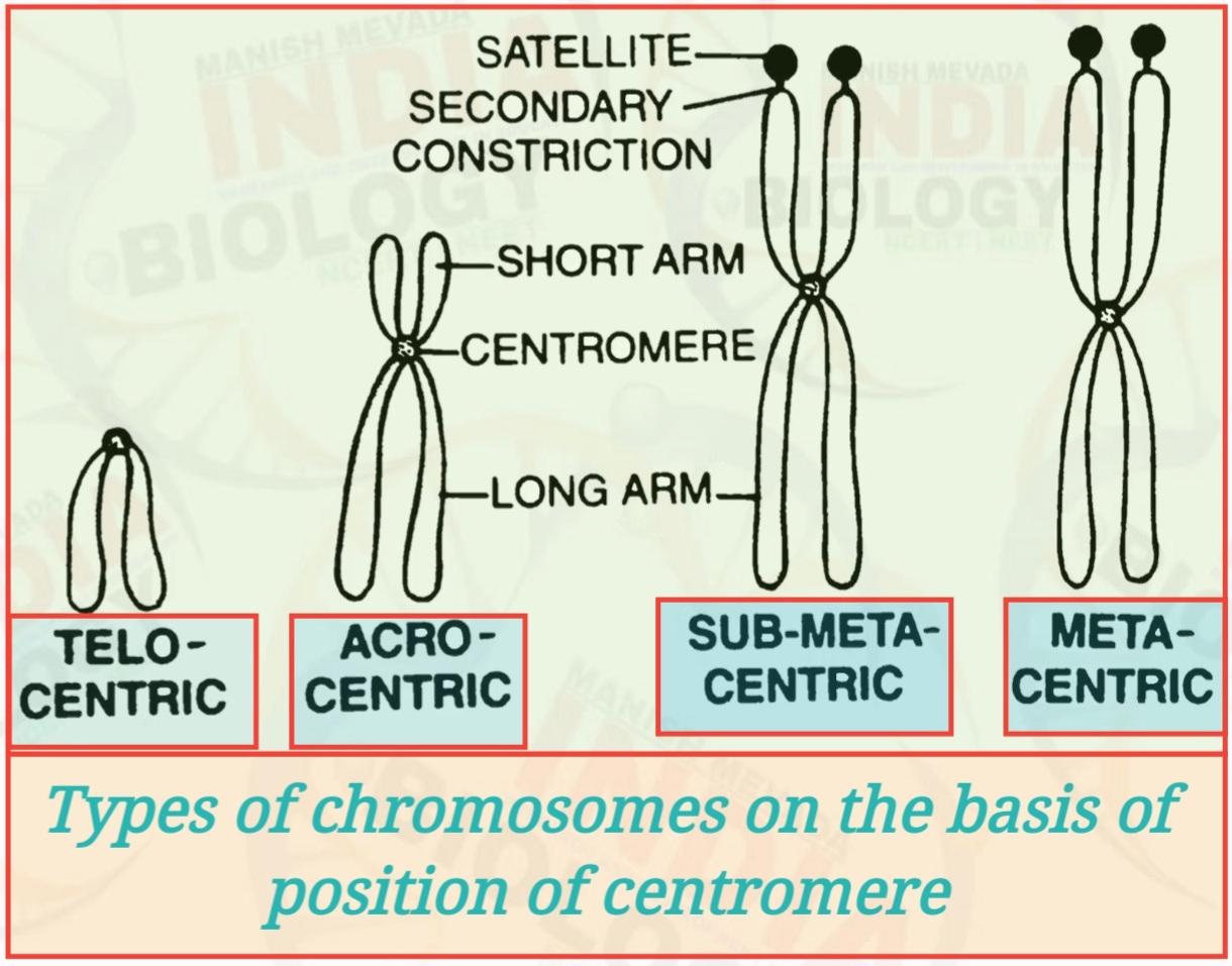 Chromosomes and Its Function Manish Mevada Biology