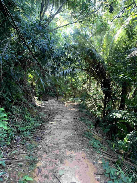 Praia do Sono em Paraty trilha demarcada em meio a mata de Paraty no rio de janeiro