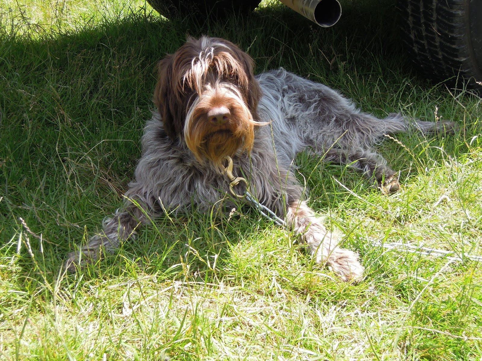 Stone Mountain Gun Dogs AKC Hunt Test at Sauvie Island, Oregon