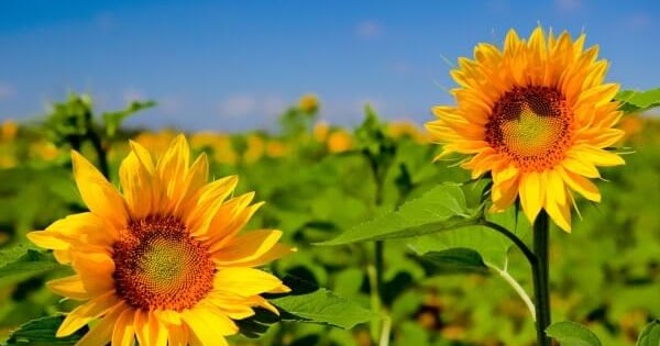 Ultra HD 4K Sunflower Wallpaper Download - Free New Wallpapers | HD