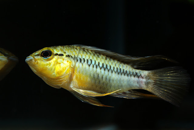 Apistogramma cf. sp. pacman