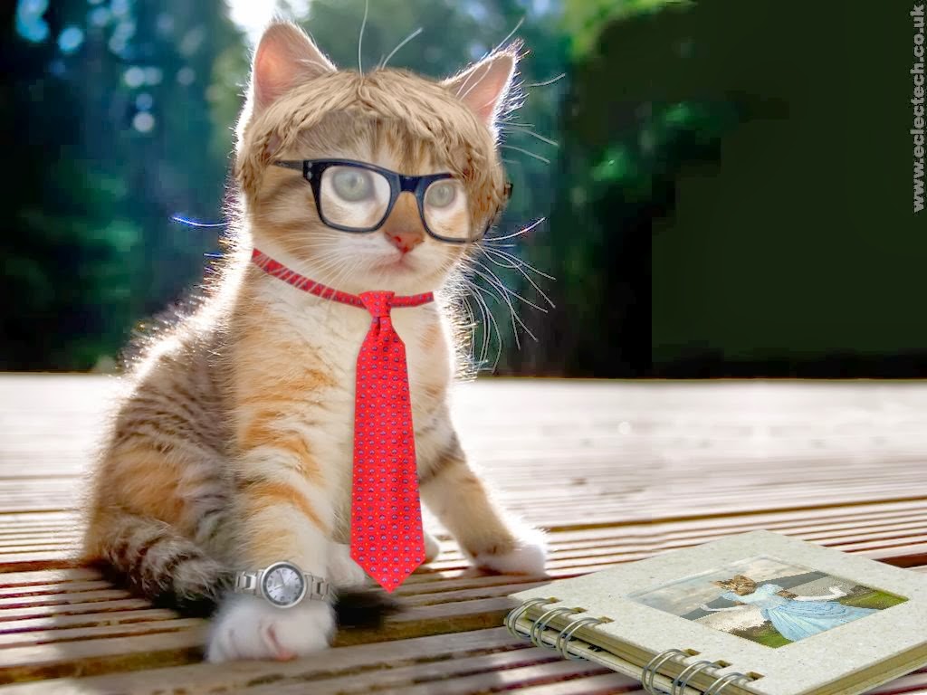 Gambar Kucing Lucu dan Imut Gambar Kucing Lucu dan Imut