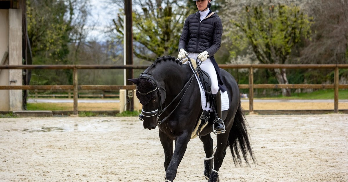 horse bucking stop canter rider