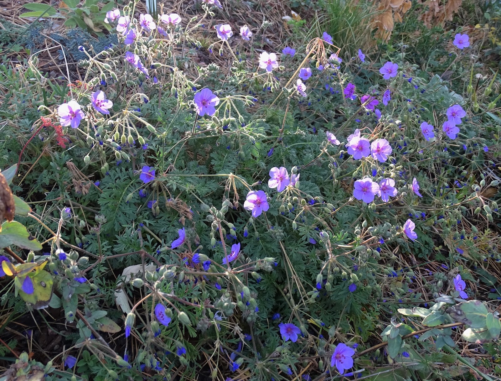 Prairiebreak: A heavenly Storksbill...Erodium absinthoides ssp.