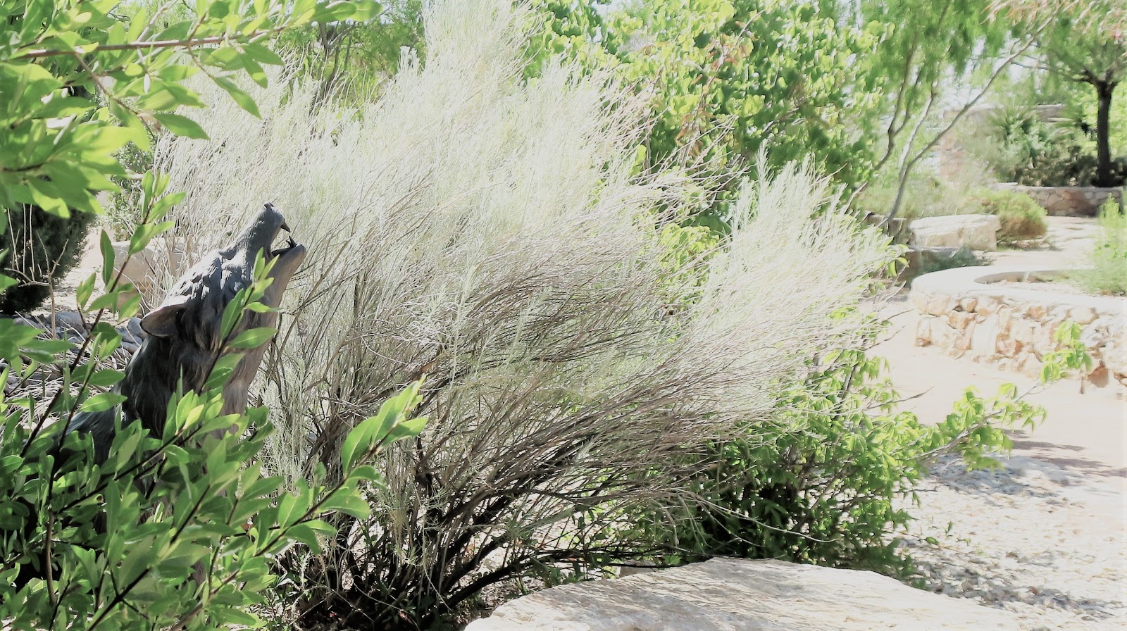 Living Rootless El Paso Desert Botanical Garden