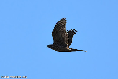 Astor (Accipiter gentilis)