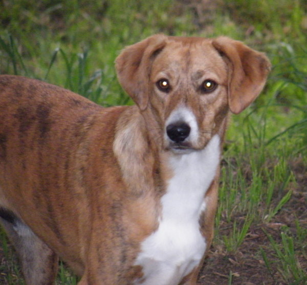 Living A Farmer's Life: Jackal