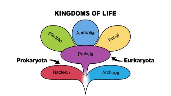 En las profundidades de la Vida Reinos y Dominios