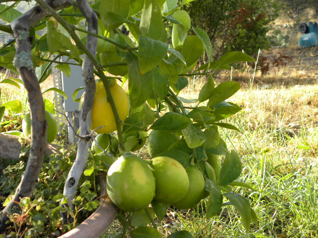 Discover Lemon Tree Near Me