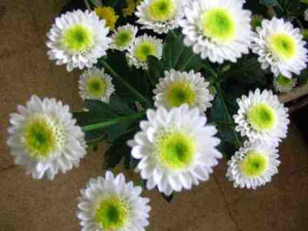 yogyamerah: Mengenal Bunga Potong: Krisan, Mawar, dan Gerbera