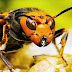 México no ha detectado presencia del avispón asiático gigante: Conabio