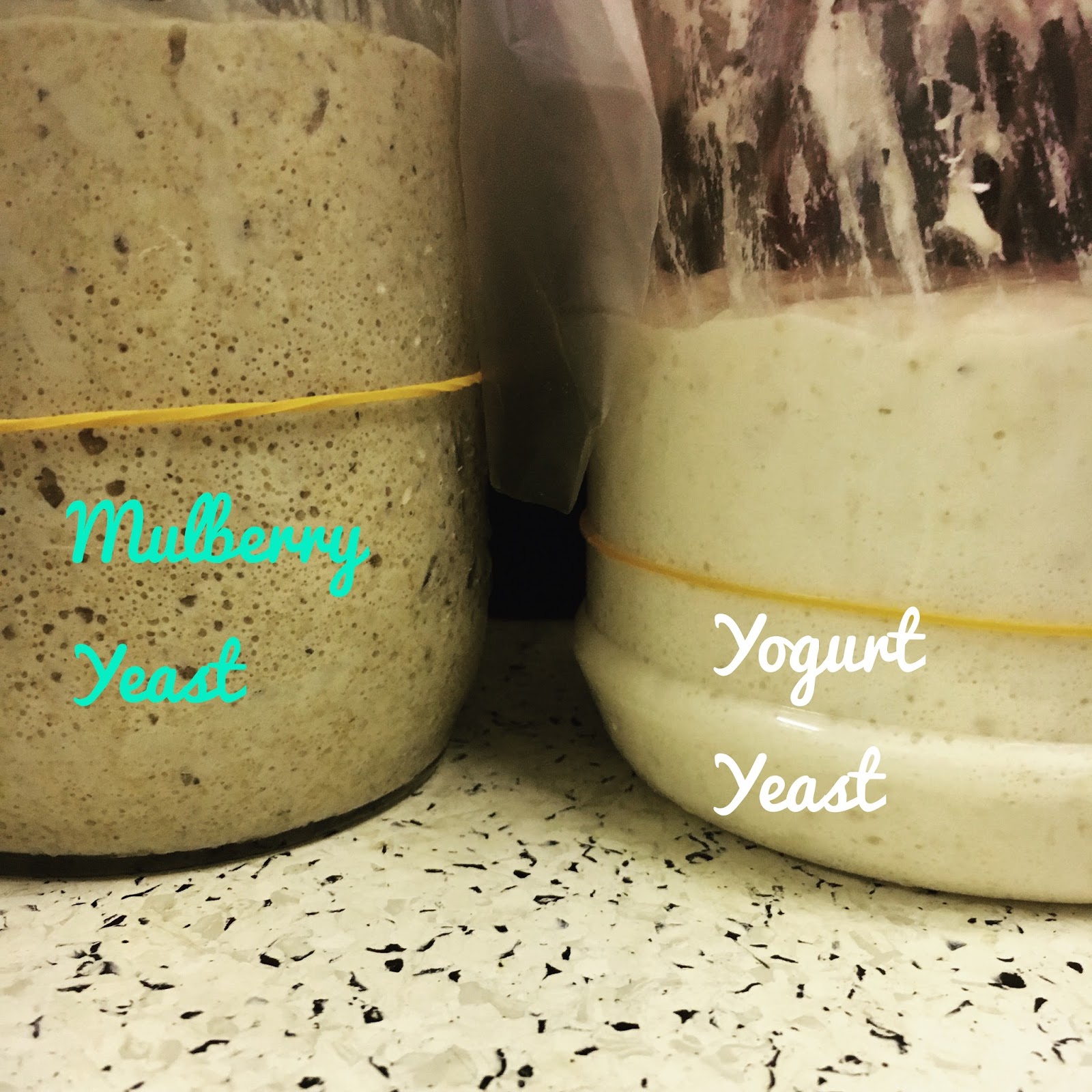 Wendy'S Small Small World Natural Yeast Starter Raisin Natural yeast