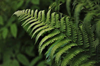 How Do Ferns Reproduce