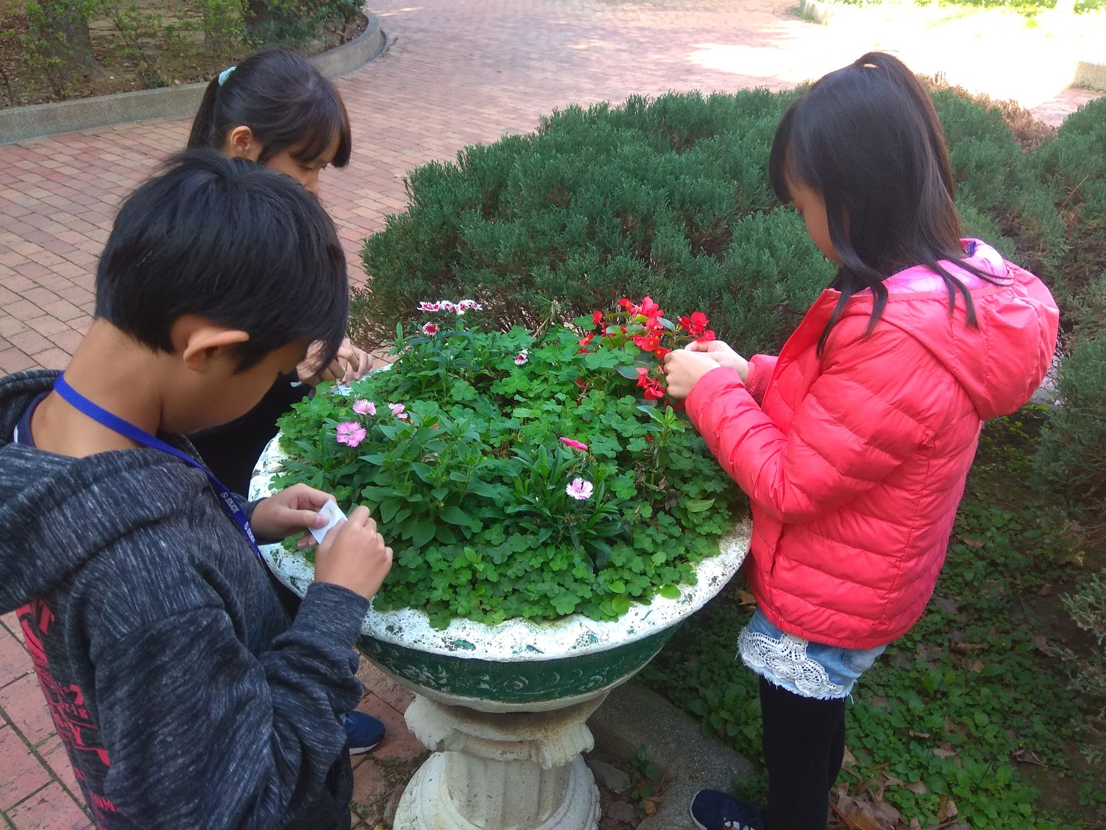 エケベリア カンテ: 世話と生殖