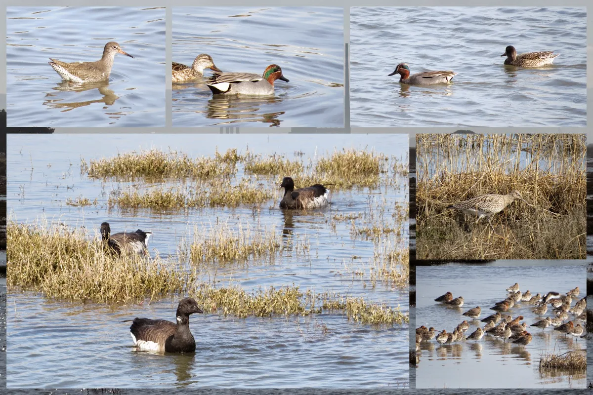 Birds on North Bull Island - teals, godwits, barnacle geese and a curley