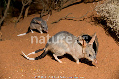 Bilby (Macrotis lagotis)