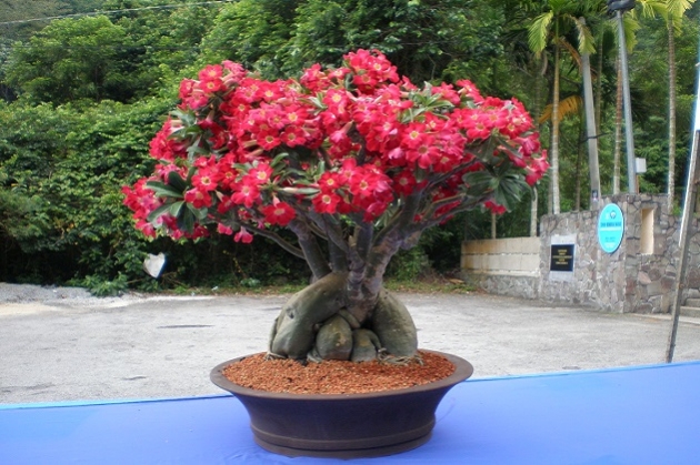 Cara Merawat dan Memelihara Bonsai Adenium Agar Senantiasa Berbunga