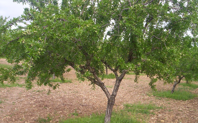 Almendro de la variedad "Guara".