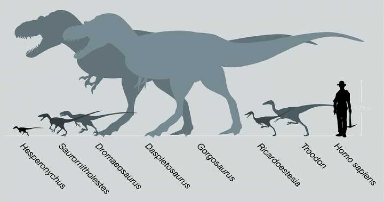 Сравнение динозавров. Рост динозавров. Большие и маленькие динозавры. Размеры динозавров. Динозавры по сравнению с человеком.