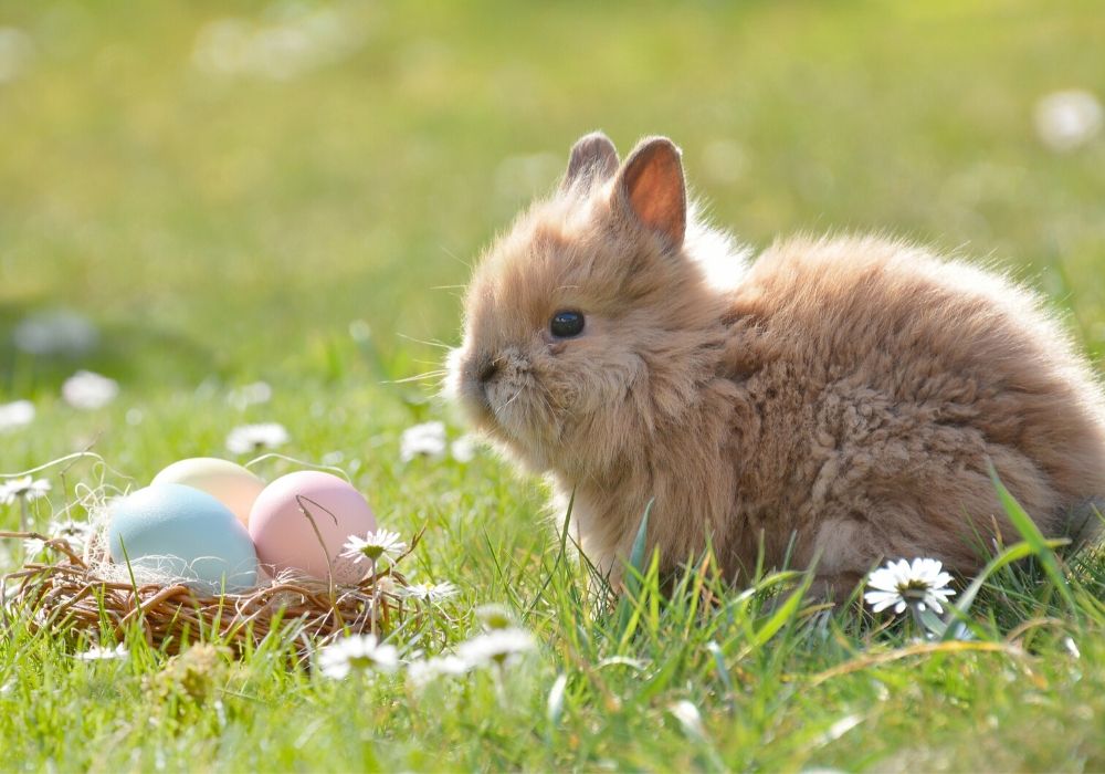 3 Best Pets to keep in your home