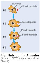 Class 10 Cbse Biology (Ncert Science) | Life Processes - Study Material