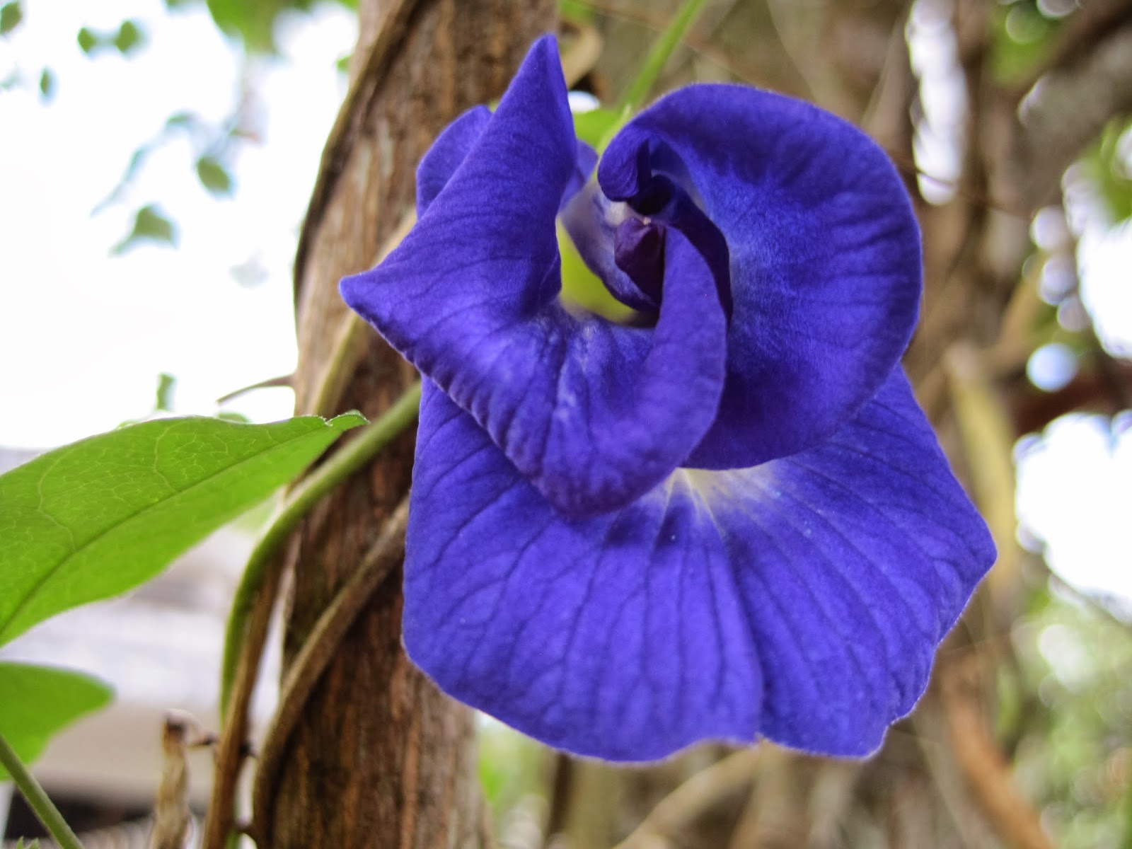 My Beautiful 'Flower Flower ' World Blue Pea Flower (bunga Telang