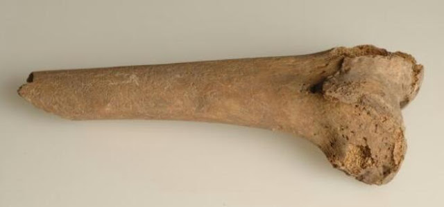 فوائد نخاع العظام لعلاج الشعر التالف