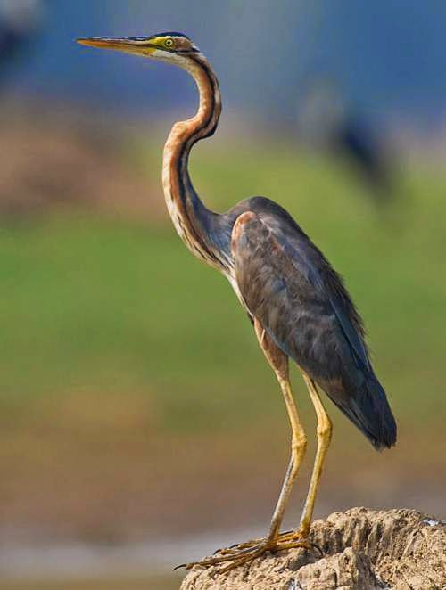 Purple heron Birds of India Bird World