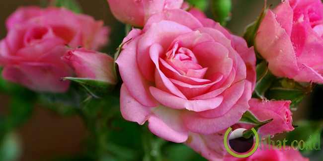 6 Jenis Bunga  Mawar  yg paling  Cantik  di Dunia Brian 