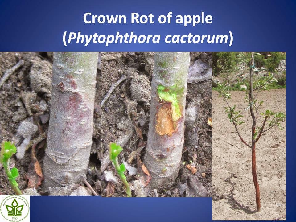 Farmers Club Apple Tree Diseases Collar Rot Description