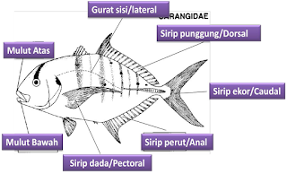 Sebutan nama bentuk ikan