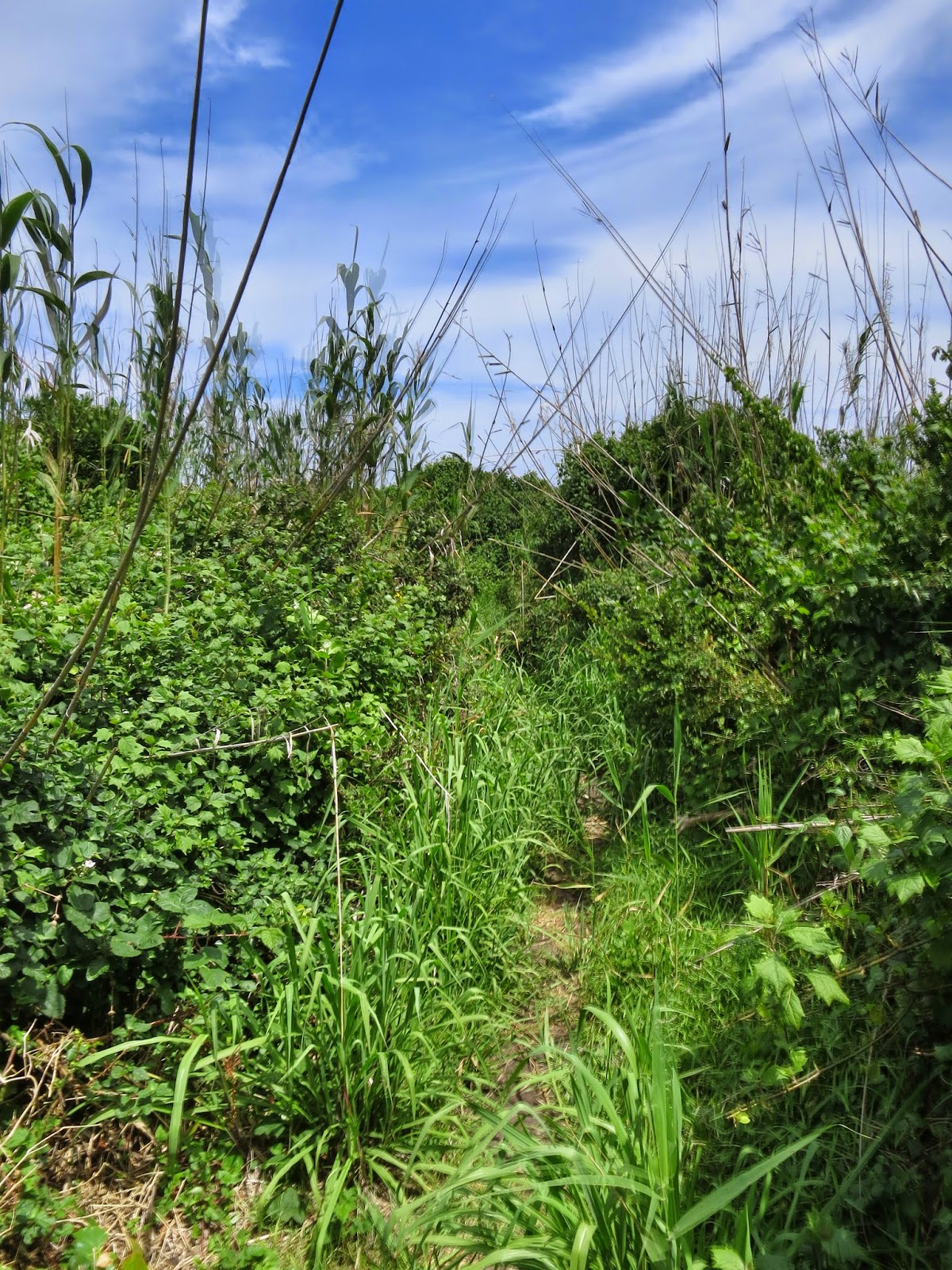 Jens Weltreise: Garden Route: um Knysna