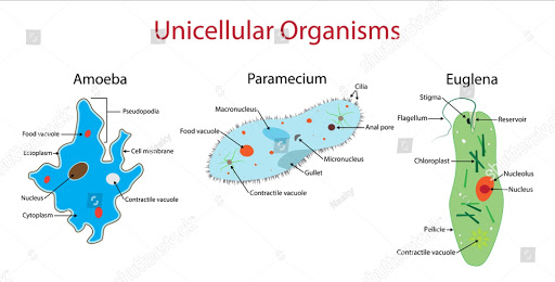 Major Differences: Difference between Unicellular Organism 