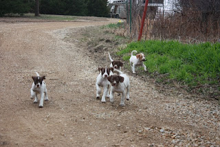 Living in Toronto...: Puppy report