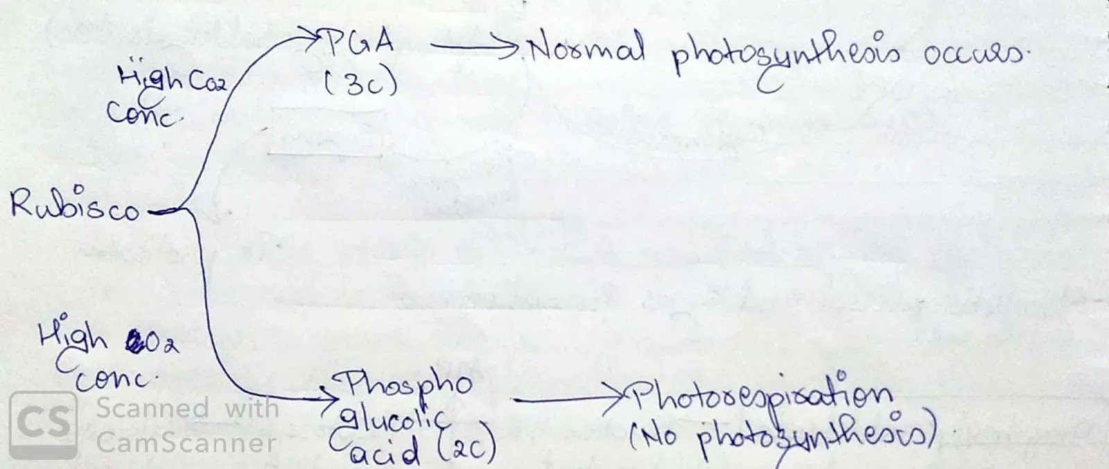 Dual Nature Of Rubisco