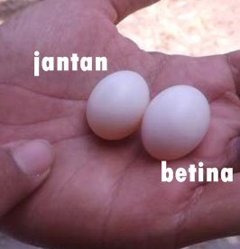 Cara Membedakan Telur Perkutut Jantan Dan Betina Peternakan Dan