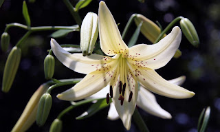 Lilium - Lilies HD wallpapers