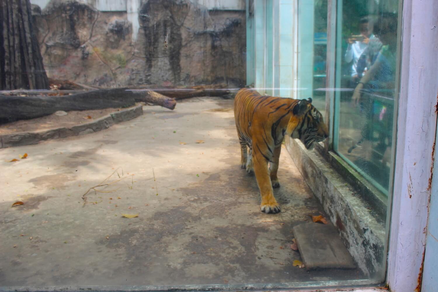tiger at the ho chi minh city zoo