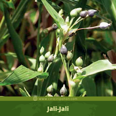 Jali-Jali