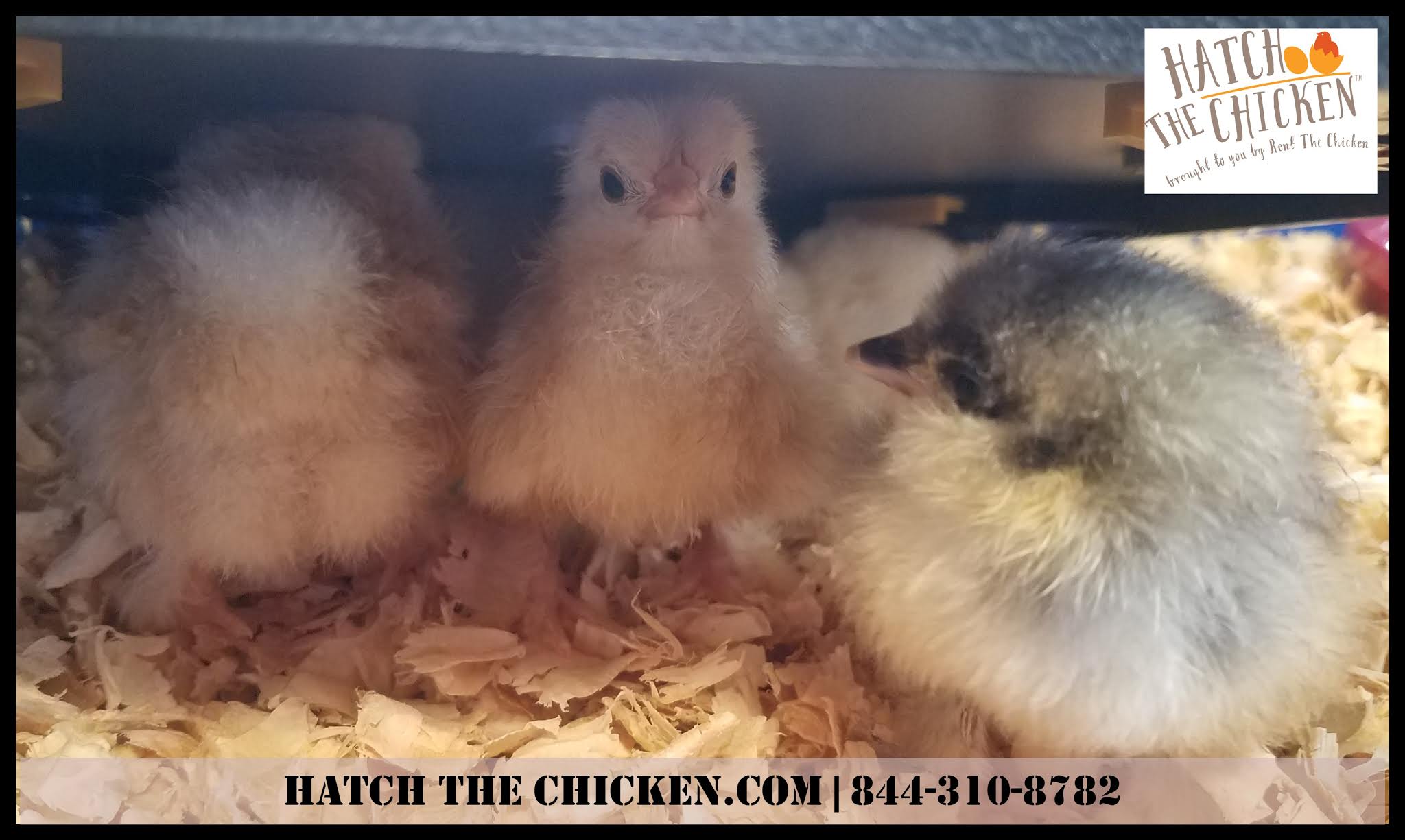 Rent The Chicken Northeast Ohio Hatch The Chicken