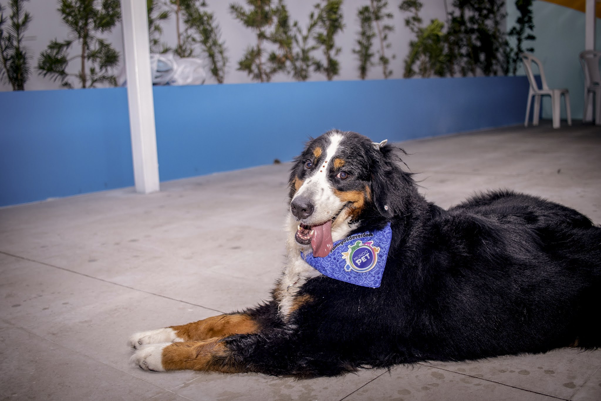 Mundo Pet Lanca Promocao Super Maes 2021